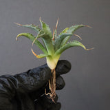 【DRAGON AGAVE】アガベ 血妖×妖炎 EC1289