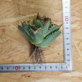 【ベアルート】アガベ疣豚 EC1958