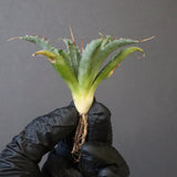 【DRAGON AGAVE】アガベ 血妖×妖炎 EC1289