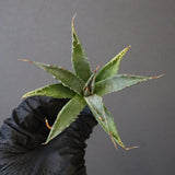 【DRAGON AGAVE】アガベ 血妖×妖炎 EC1289