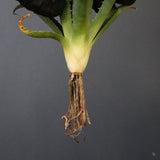 【DRAGON AGAVE】アガベ 血妖×妖炎 EC1289