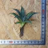 【DRAGON AGAVE】アガベ 血妖×妖炎 EC1289