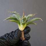 【DRAGON AGAVE】アガベ 血妖×妖炎 EC1290