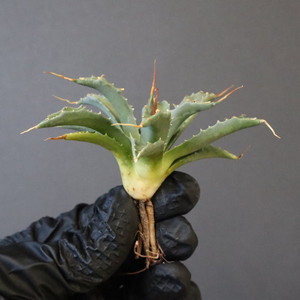 アガベ　こばりょう 楽天市場】観葉植物/[棚卸セール]（わけあり特価）アガベ：ドラゴン