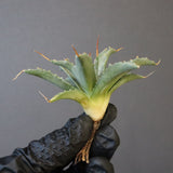 【DRAGON AGAVE】アガベ 血妖×妖炎 EC1290