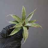 【DRAGON AGAVE】アガベ 血妖×妖炎 EC1290