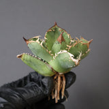 【ベアルート】アガベ疣豚 EC1960