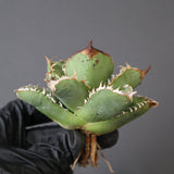 【ベアルート】アガベ疣豚 EC1960