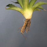 【DRAGON AGAVE】アガベ 血妖×妖炎 EC1290