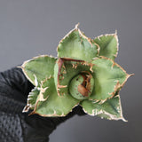 【ベアルート】アガベ疣豚 EC1960