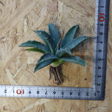 【DRAGON AGAVE】アガベ 血妖×妖炎 EC1290