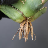 【ベアルート】アガベ疣豚 EC1960