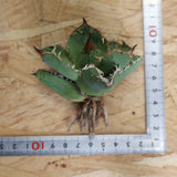 【ベアルート】アガベ疣豚 EC1960