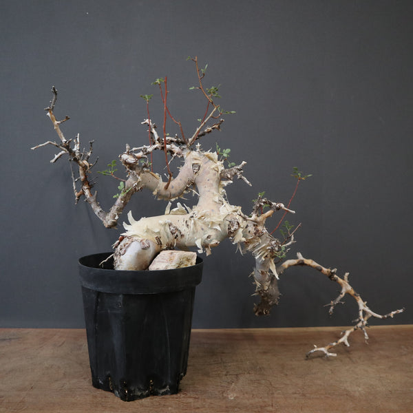 C.カタフ 1 – TaiShoDo ONLINE SHOP