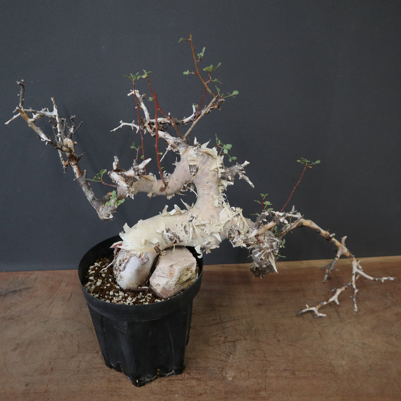 C.カタフ 1 – TaiShoDo ONLINE SHOP