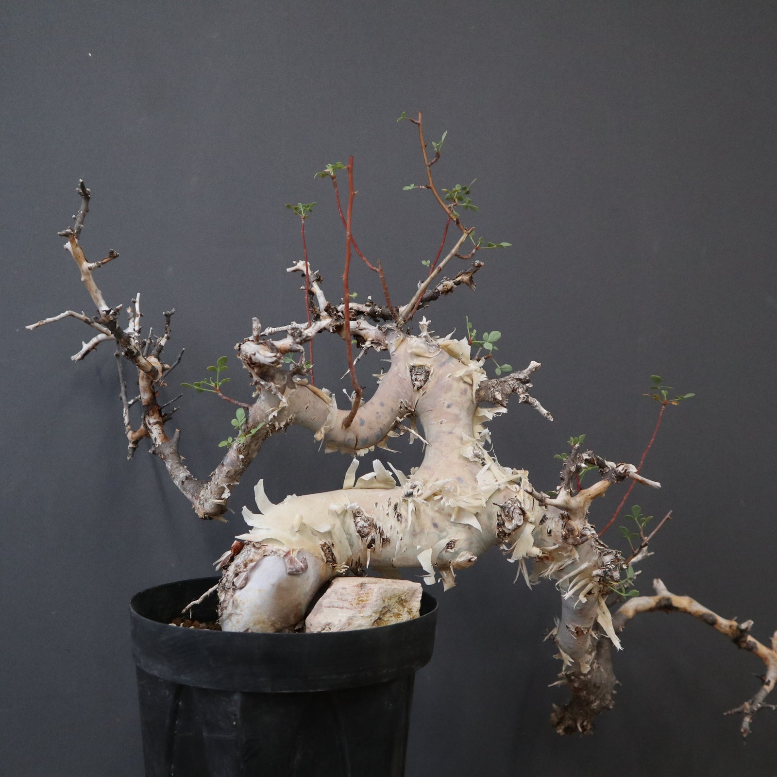C.カタフ 1 – TaiShoDo ONLINE SHOP