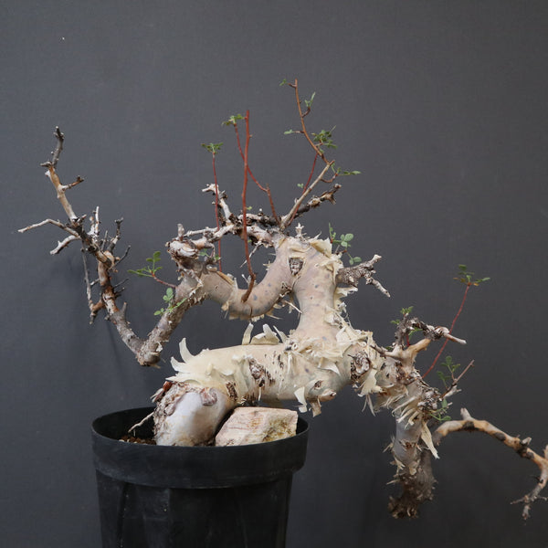 塊根植物 – 2ページ目 – TaiShoDo ONLINE SHOP