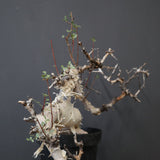 C.カタフ 1