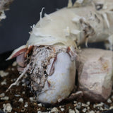 C.カタフ 1