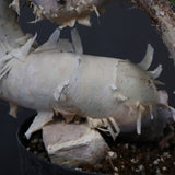 C.カタフ 1