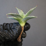 【DRAGON AGAVE】アガベ 日系甲蟹×妖炎 EC1293