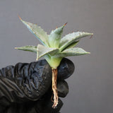 【DRAGON AGAVE】アガベ 日系甲蟹×妖炎 EC1293