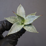 【DRAGON AGAVE】アガベ 日系甲蟹×妖炎 EC1293