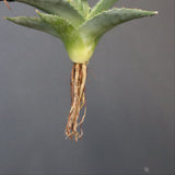 【DRAGON AGAVE】アガベ 日系甲蟹×妖炎 EC1293