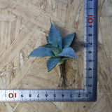 【DRAGON AGAVE】アガベ 日系甲蟹×妖炎 EC1293