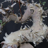 C.カタフ 1