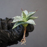 【DRAGON AGAVE】アガベ 日系甲蟹×妖炎 EC1294