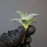 【DRAGON AGAVE】アガベ 日系甲蟹×妖炎 EC1294