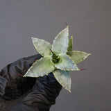 【DRAGON AGAVE】アガベ 日系甲蟹×妖炎 EC1294