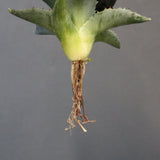 【DRAGON AGAVE】アガベ 日系甲蟹×妖炎 EC1294