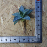 【DRAGON AGAVE】アガベ 日系甲蟹×妖炎 EC1294