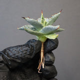 【DRAGON AGAVE】アガベ 日系甲蟹×妖炎 EC1295