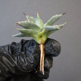 【DRAGON AGAVE】アガベ 日系甲蟹×妖炎 EC1295