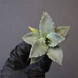 【DRAGON AGAVE】アガベ 日系甲蟹×妖炎 EC1295