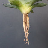 【DRAGON AGAVE】アガベ 日系甲蟹×妖炎 EC1295