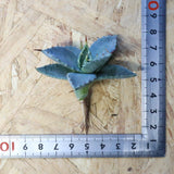 【DRAGON AGAVE】アガベ 日系甲蟹×妖炎 EC1295