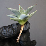 【DRAGON AGAVE】アガベ 日系甲蟹×妖炎 EC1296