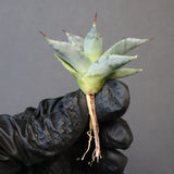 【DRAGON AGAVE】アガベ 日系甲蟹×妖炎 EC1296