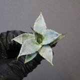 【DRAGON AGAVE】アガベ 日系甲蟹×妖炎 EC1296