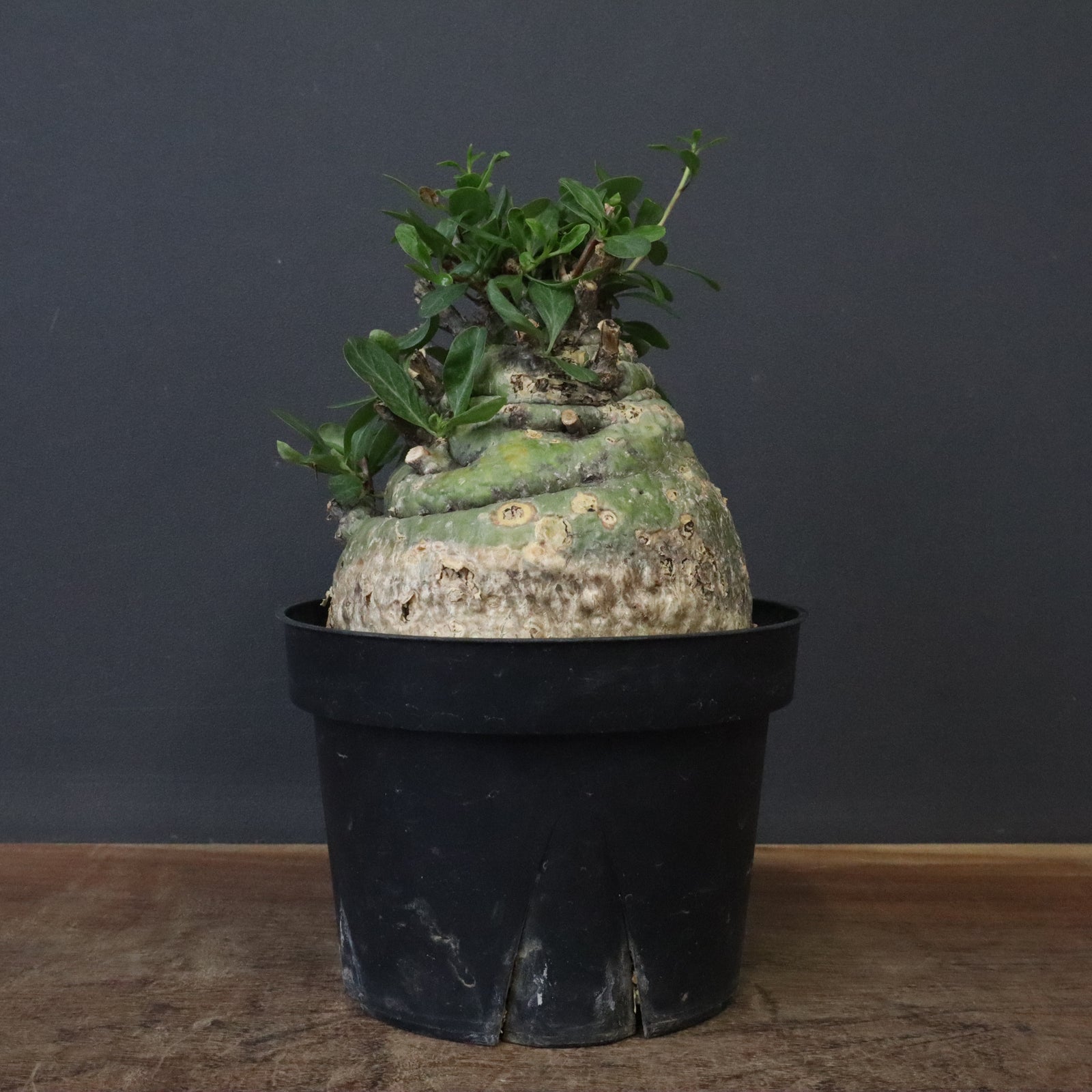 F.コルムナリス 88 – TaiShoDo ONLINE SHOP