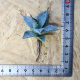 【DRAGON AGAVE】アガベ 日系甲蟹×妖炎 EC1296