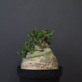 F.コルムナリス 88