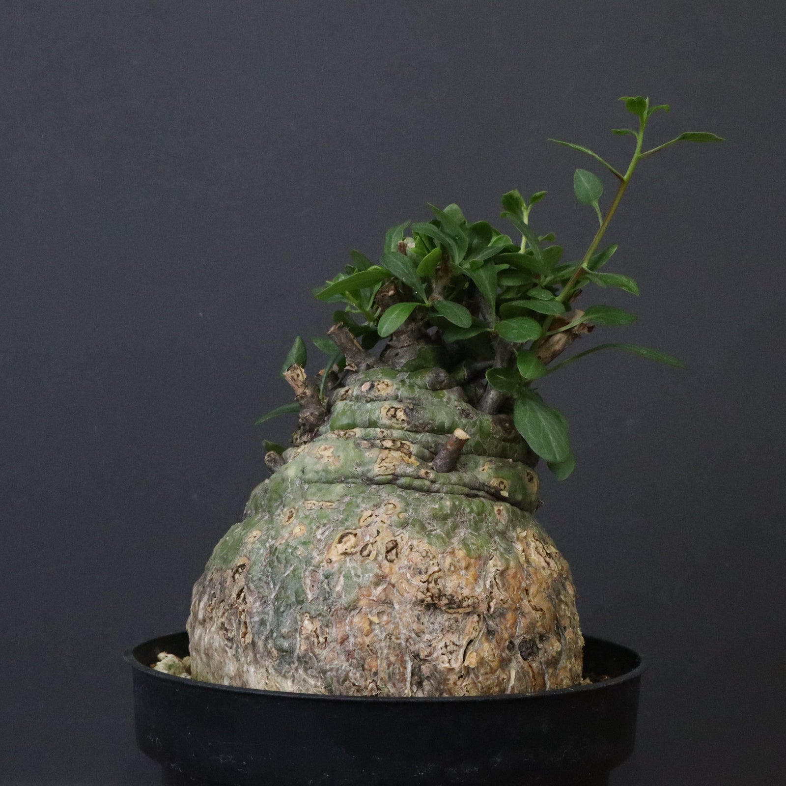 F.コルムナリス 88 – TaiShoDo ONLINE SHOP