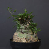 F.コルムナリス 88