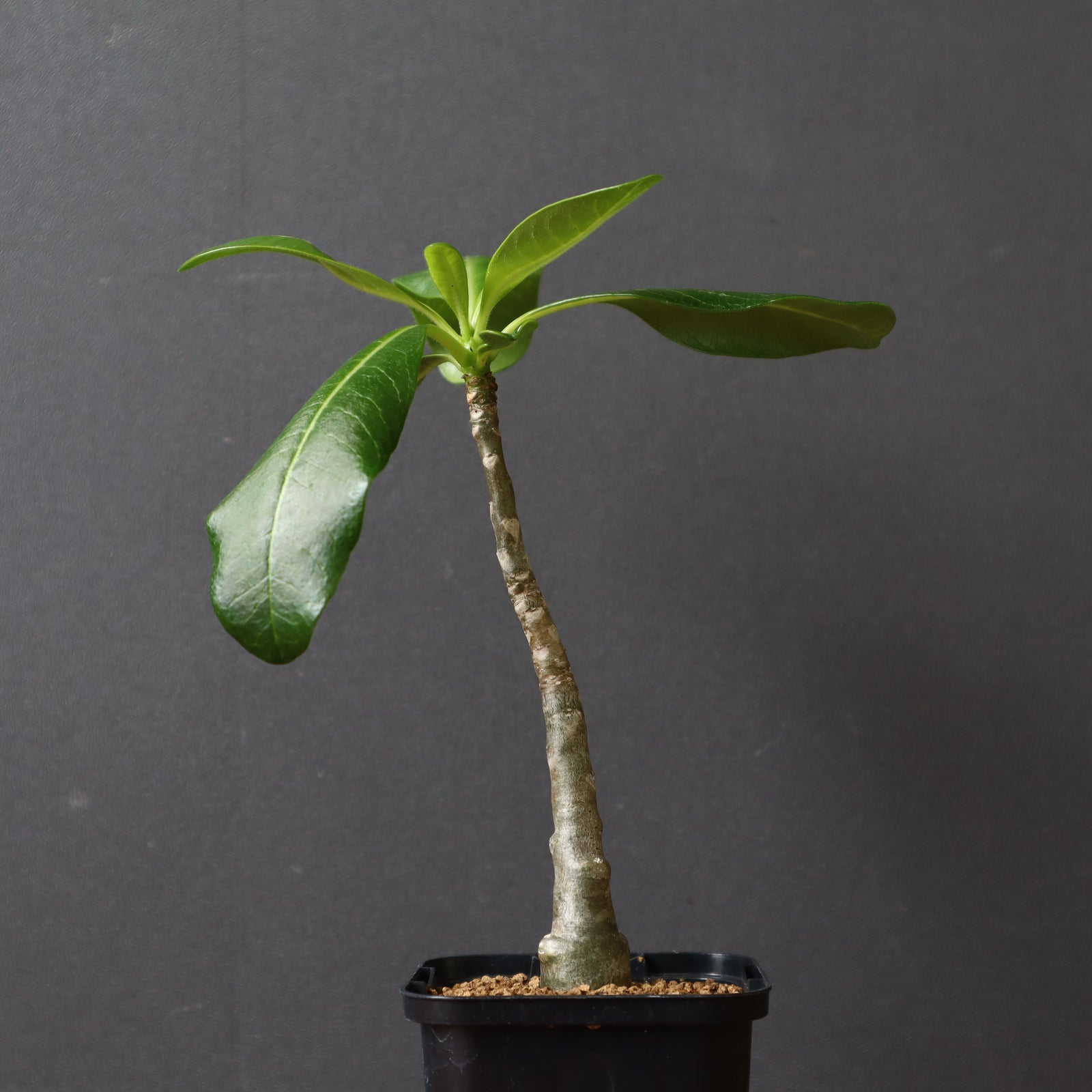 パキポディウム　デカリー　実生 P.デカリー (実生) 1 – TaiShoDo ONLINE SHOP