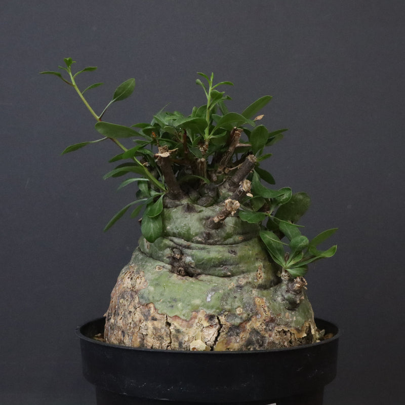 F.コルムナリス 88